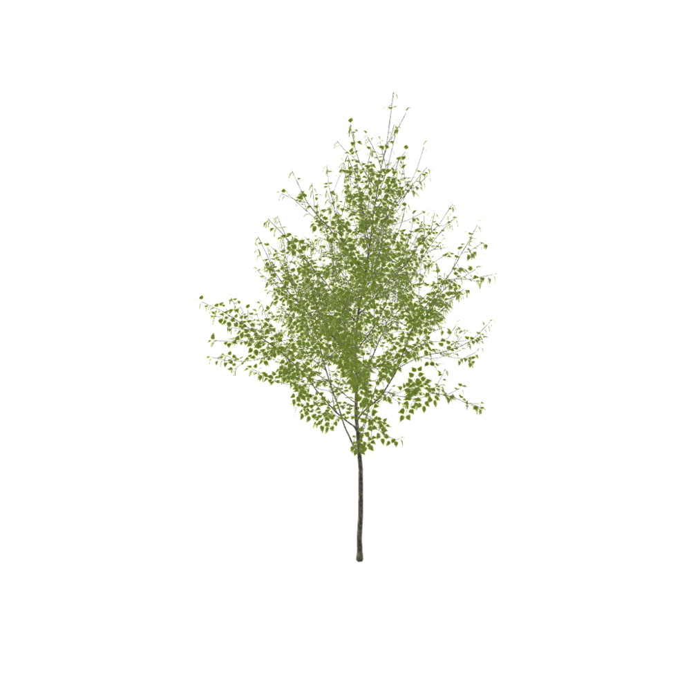 The paper birch tree (Betula papyrifera), also known as the American white birch or canoe birch, is a deciduous tree native to northern North America.